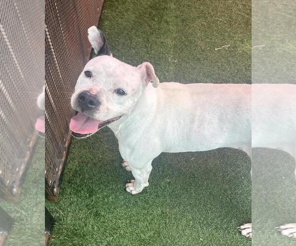 Medium Photo #11 American Pit Bull Terrier-Unknown Mix Puppy For Sale in Rockwall, TX, USA