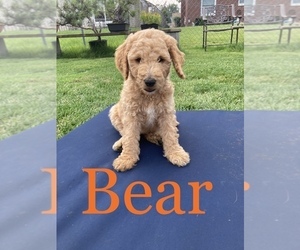Goldendoodle Puppy for sale in ST HEIGHTS, MI, USA