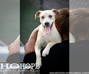 Chihuahua-Labrador Retriever Mix Dogs for adoption in Godfrey, IL, USA