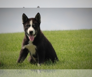 Siberian Husky Puppy for sale in BLUFORD, IL, USA