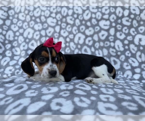 Medium Photo #7 Beagle Puppy For Sale in LAKELAND, FL, USA