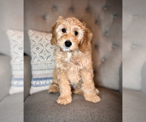 Medium Photo #9 Australian Labradoodle Puppy For Sale in BRUSH PRAIRIE, WA, USA
