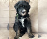 Puppy 4 Bernedoodle-Schnoodle (Giant) Mix