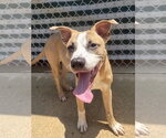 Small #2 American Pit Bull Terrier Mix
