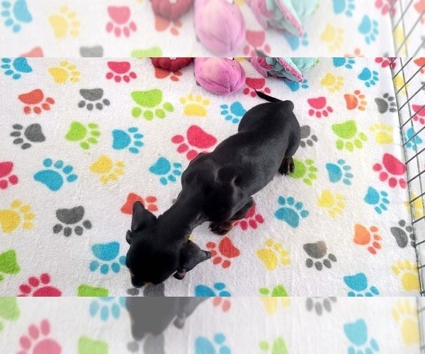 Medium Photo #2 Dachshund Puppy For Sale in ORO VALLEY, AZ, USA