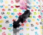Small #1 Dachshund