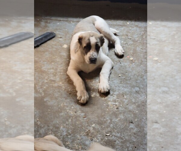 Medium Photo #1 Central Asian Shepherd Dog Puppy For Sale in CINCINNATI, OH, USA