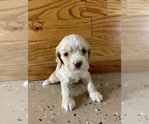 Cocker Spaniel Puppy for sale in BISHOP, GA, USA