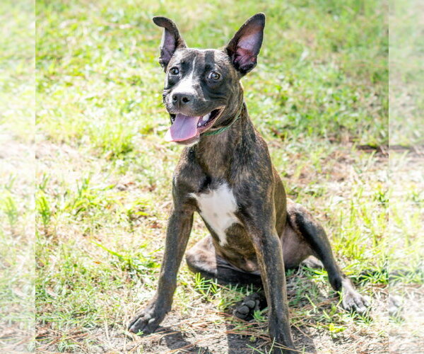 Medium Photo #3 Mutt Puppy For Sale in Hilton Head, SC, USA