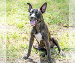 Small #2 Mutt