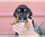 Small #4 Jug-Treeing Walker Coonhound Mix
