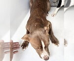 Small Labrador Retriever