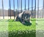 Small #4 English Bulldog