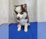 Small #9 Pomsky