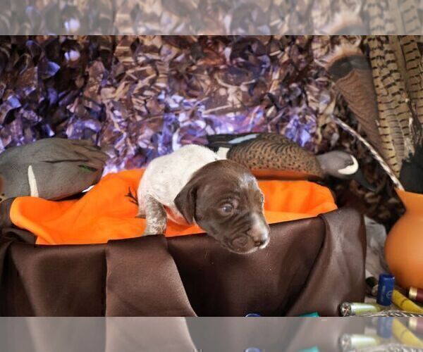 Medium Photo #27 German Shorthaired Pointer Puppy For Sale in EVANSVILLE, WY, USA