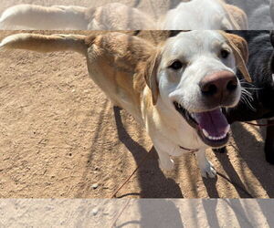 Prancer - Male Chesador Dog for Adoption - Photo #10