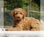 Small Photo #2 Goldendoodle-Poodle (Miniature) Mix Puppy For Sale in AUGUSTA, WV, USA