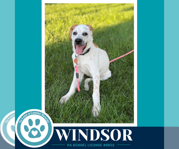 Medium Photo #1 Aussiedor Puppy For Sale in Kimberton, PA, USA