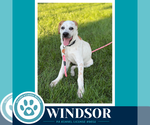 Windsor (The Palace Pups) 071826 - Male Aussiedor Dog for Adoption - Small photo