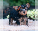 Small Photo #26 Yorkshire Terrier Puppy For Sale in WARSAW, IN, USA