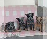 Small #1 Australian Cattle Dog