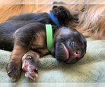 Small Photo #17 German Shepherd Dog Puppy For Sale in PINON HILLS, CA, USA