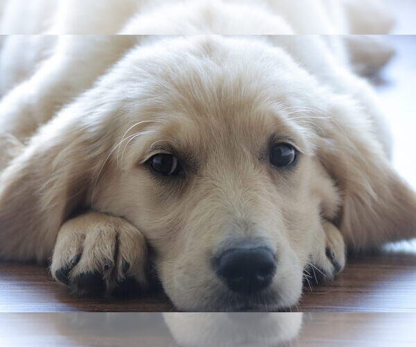 Medium Photo #2 English Cream Golden Retriever Puppy For Sale in ROCKY FACE, GA, USA