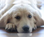 Small #1 English Cream Golden Retriever