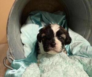 Cavachon-Shih Tzu Mix Puppy for sale in CASHTON, WI, USA