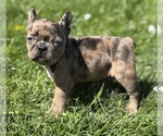 Small #5 Faux Frenchbo Bulldog