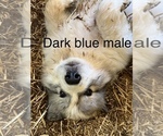 Small Photo #16 Great Pyrenees Puppy For Sale in KIRBYVILLE, MO, USA