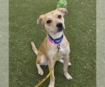 Small Labrador Retriever Mix
