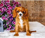 Small #3 Cavalier King Charles Spaniel