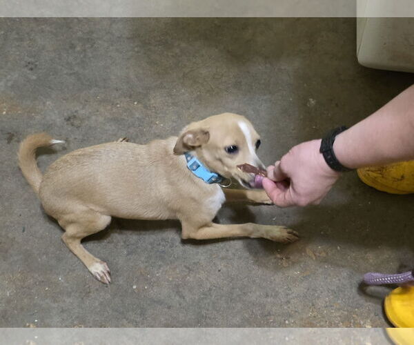Medium Photo #11 Italian Greyhuahua Puppy For Sale in Wakefield, RI, USA