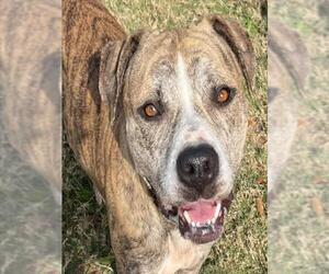 American Bulldog-Unknown Mix Dogs for adoption in Texas City, TX, USA