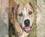 Small American Bulldog Mix