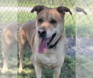 ROCKIE - Male Labrador Retriever-Unknown Mix Dog for Adoption - Photo #2