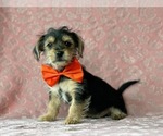 Small Photo #4 Yorkshire Terrier Puppy For Sale in LANCASTER, PA, USA