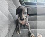 Puppy Puppy 6 Great Dane