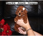 Small #3 Cavapoo (Miniature)