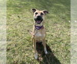 Small #4 Border Collie Mix