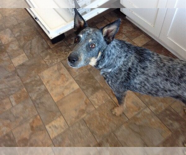 Medium Photo #2 Mutt Puppy For Sale in  Ramona, CA, USA
