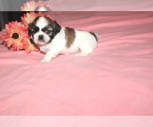 Shih Tzu Puppy for sale in THAYER, KS, USA