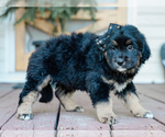 Small #4 Australian Retriever