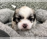 Small #2 Zuchon