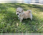 Small Photo #25 Bichpoo Puppy For Sale in MELROSE, FL, USA
