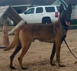 Father of the Belgian Malinois puppies born on 01/31/2018