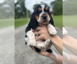 Basset Hound Puppy for sale in DALTON, GA, USA