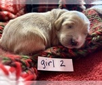 Puppy Puppy 2 Goldendoodle (Miniature)