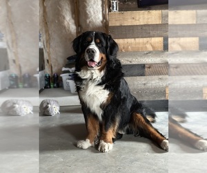 Father of the Bernese Mountain Dog puppies born on 05/16/2025
